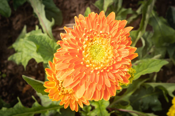 Orange Gerbera Daisy or Gerbera Flower in Garden with Natural Light on Green Leaves Background on Center Frame