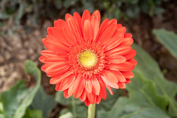 istock Red Gerbera Daisy or Gerbera Flower on Center Frame 1227517422