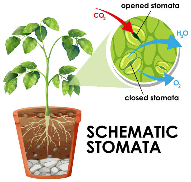 diagramm mit schematischen stomata auf weißem hintergrund - stomata stock-grafiken, -clipart, -cartoons und -symbole