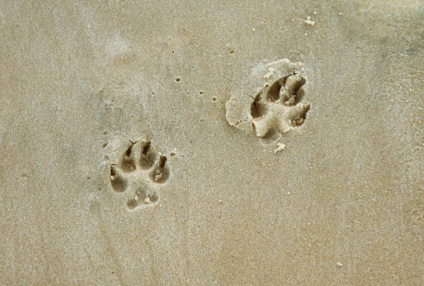 istock Pair of dog footprints on the wet sandy beach 1227518954