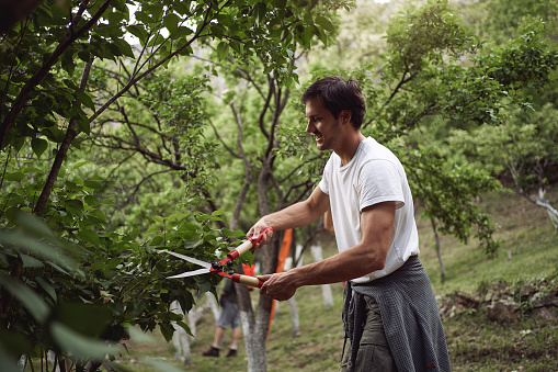 Young diligent man cutting a darnel around fruit trees, while a woman pruning tree branch