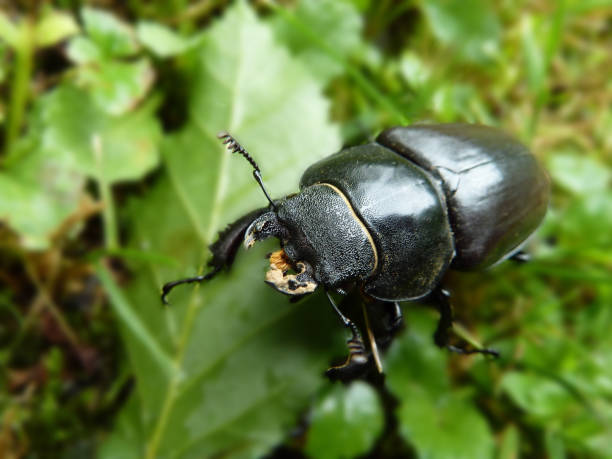 istock Stag beetle on the green leaves close-up 1227520348