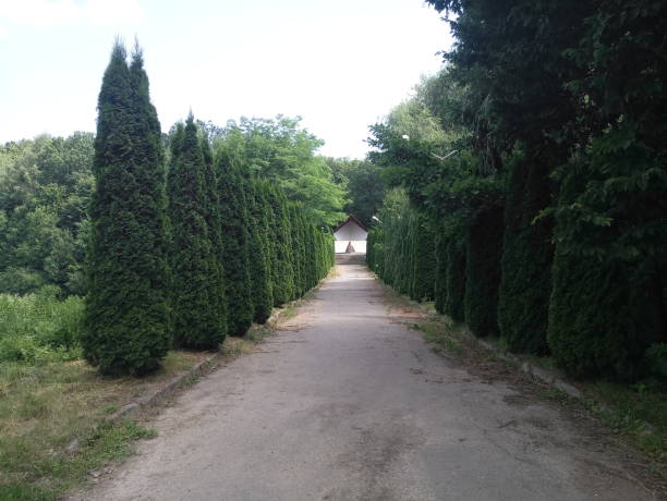 istock staircase in the summer park 1227520591