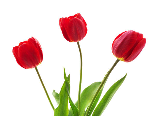 istock Bouquet of red tulips. 1227521538