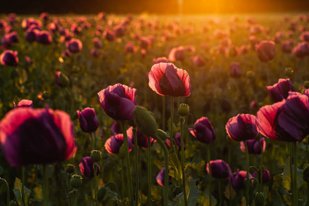 istock purple poppies blooming 1227522058