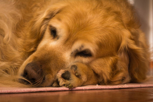 istock golden retriever head 1227522405