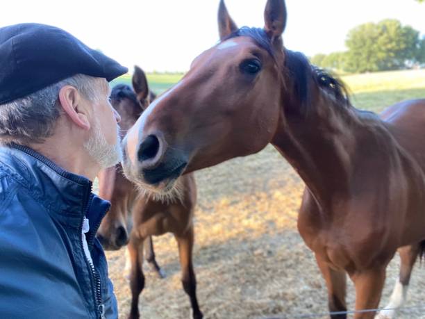 istock Close welcome  to horses 1227524099