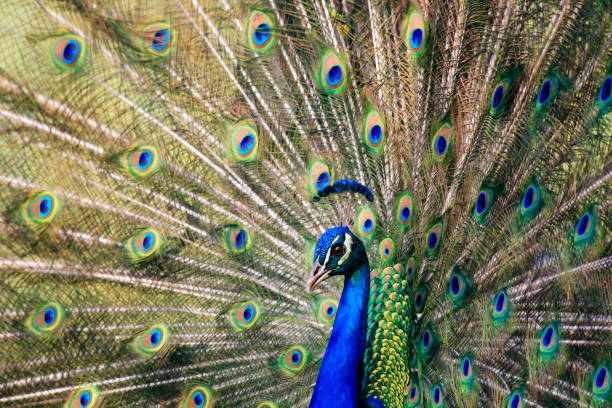 istock The Majestic Peacock 1227524192