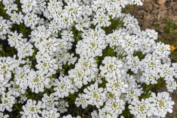 イベリス・センペルビレンス - evergreen candytuft ストックフォトと画像