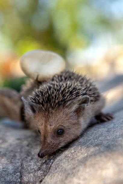 image of wild young hedgehog