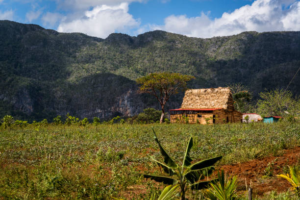 istock Farm house, Vinales Valley, Cuba 1227524960