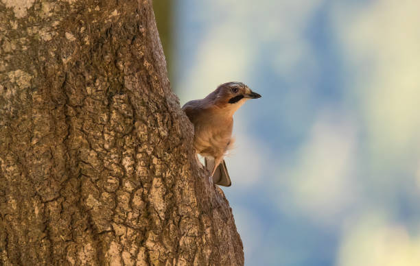 istock Eurasian Jay, Garrulus glandarius 1227525071