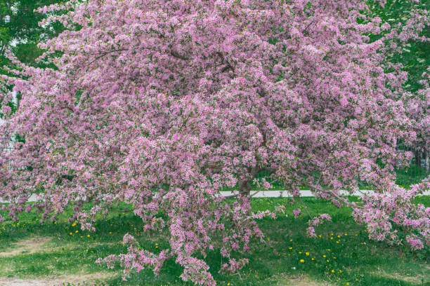 istock Flowering Fruit Tree - Cherries - Burgundy Flowering on the green grass 1227525196