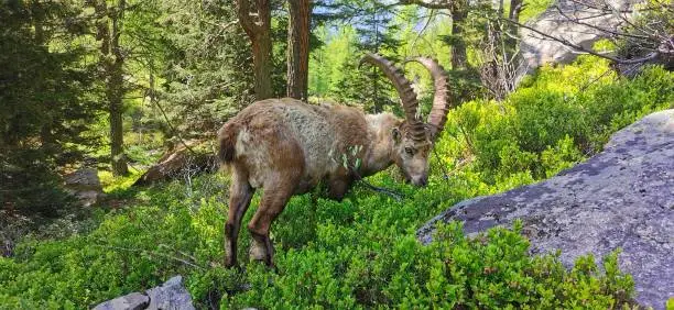 Ibex crossed during a hike in Haute-Savoie