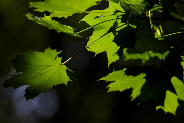 istock Silhouette of leaves 1227527749