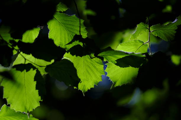 istock Silhouette of leaves 1227528319