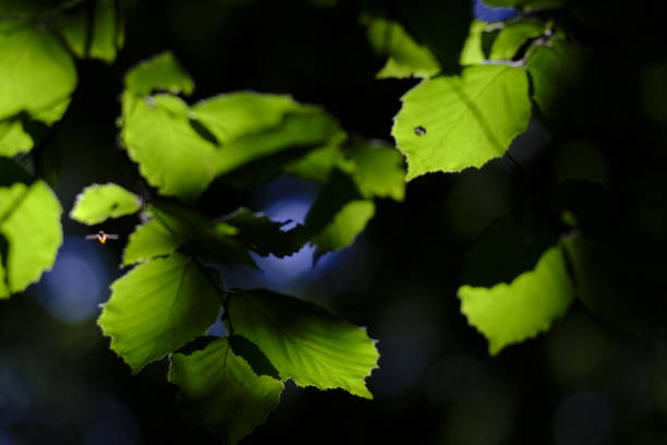 istock Silhouette of leaves 1227528323