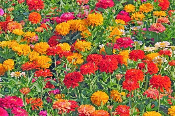 istock Garden with multicolored  flowers 1227528430
