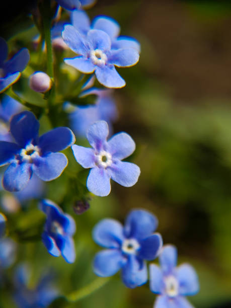 istock Macro blue forget-me-not flower flowers on a green background 1227529320