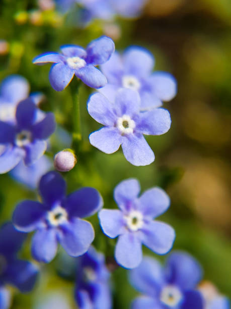 istock Macro blue forget-me-not flower flowers on a green background 1227530162