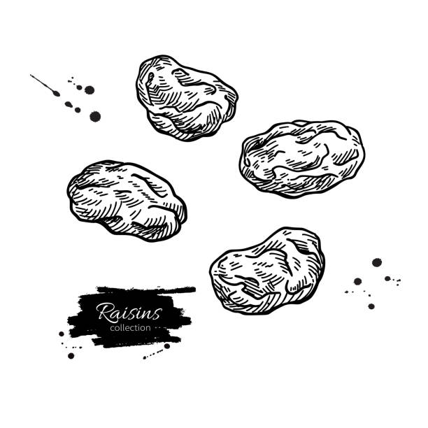 1,100+ Raisin Drawing Stock Illustrations, Royalty-Free Vector