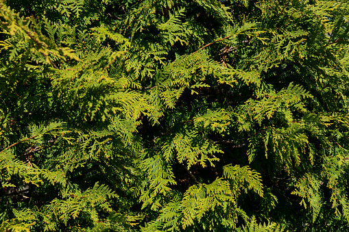 Green leaf thuja texture background. Nature concept.
