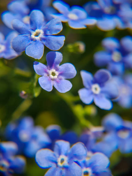 istock Macro blue forget-me-not flower flowers on a green background 1227530348
