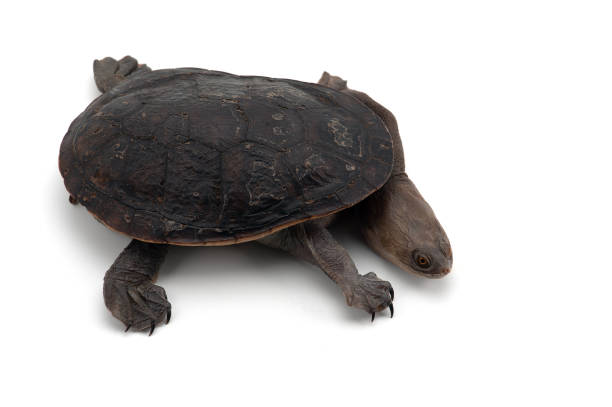 istock Eastern long-necked turtle isolated on white bacground 1227531606