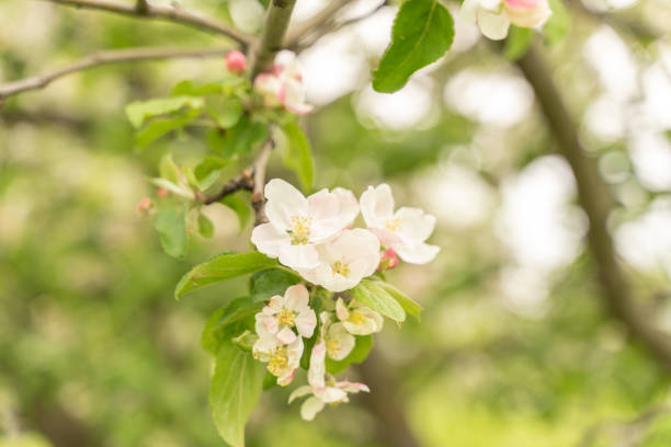 istock Apple tree flowers close up, blurred background 1227532930