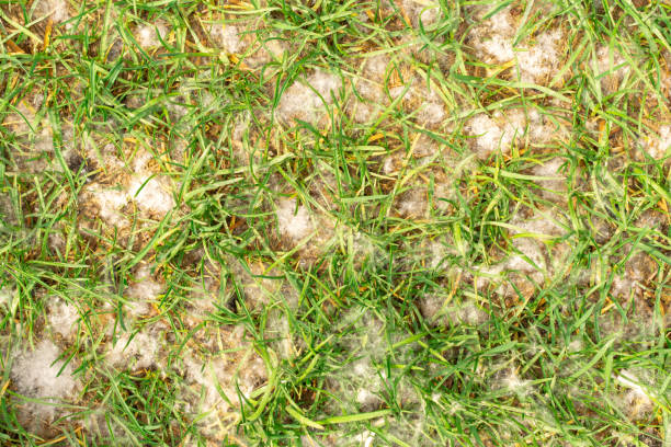 istock poplar fluff on green grass 1227532975