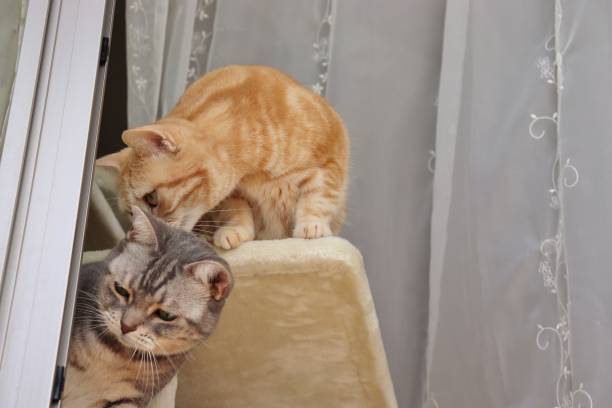 istock Cat sniffing the head of a cat. 1227533220