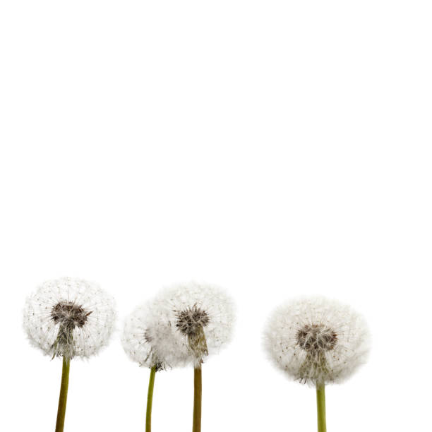 istock Dandelion flower heads. Macro photo. 1227533866