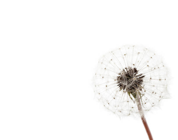 istock Dandelion flower head. Macro photo. 1227533872