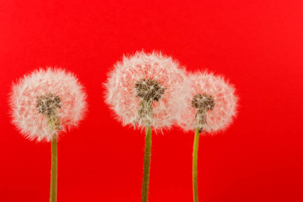 Dandelion flower heads. White dandelions on red background. Macro photo.