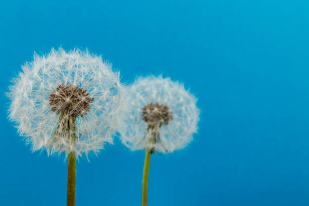 istock Dandelion flower heads. Macro photo. 1227534752