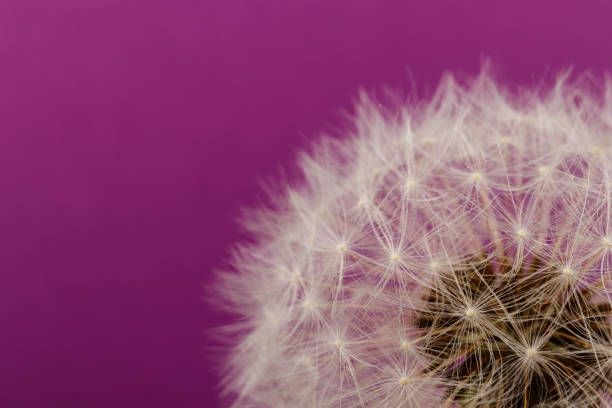 istock Dandelion flower head. Macro photo. 1227534794