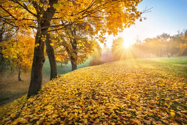 Rays of the sun through golden autumn leaves on trees in Tsaritsyno park in Moscow on an early sunny morning