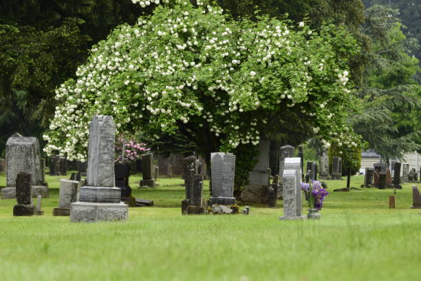 istock Old Cemetery Covered In Tombstones With Large Tree With White Flowers 1227536250
