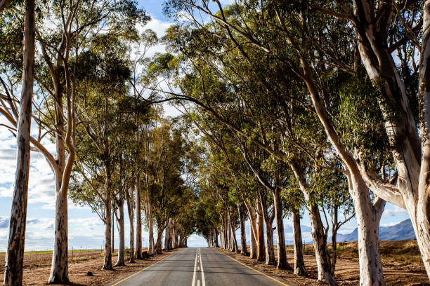 Vertical shot of a road that runs through an avenue of tall eucalyptus trees in the town of Porterville, South Africa.