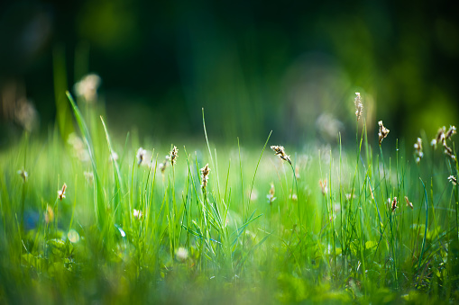Green grass on the forest meadow in the morning sunlight. Macro image. Beautiful summer nature background