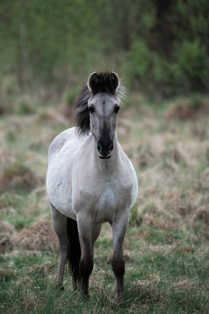 istock Wild horse in wildlife 1227538462