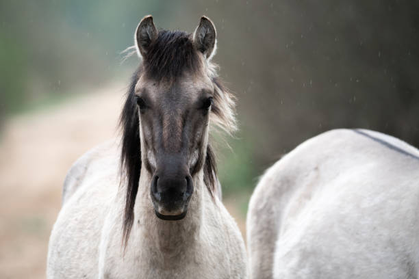 Wild horse in rain Wild horse in rain portrait close-up konik stock pictures, royalty-free photos & images