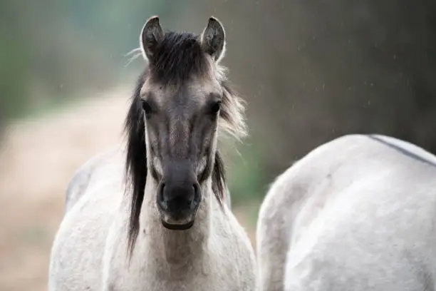 Wild horse in rain portrait close-up