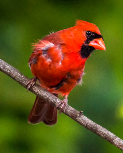istock Big Male Red Cardinal Bird 1227538648