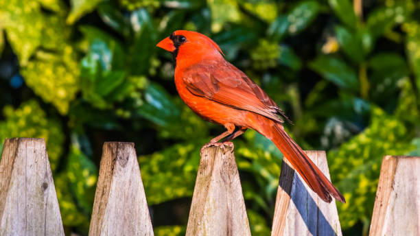 istock Big Male Red Cardinal Bird 1227538652