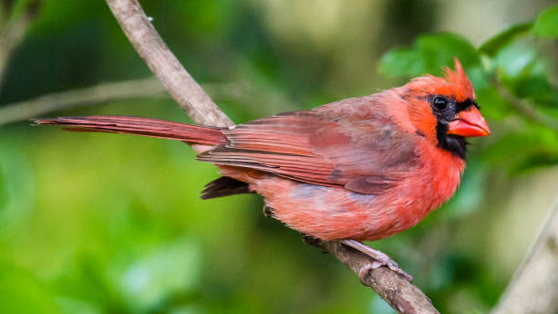 istock Big Male Red Cardinal Bird 1227538658