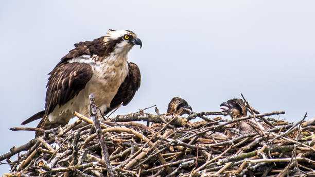 istock Osprey babies in the nest 1227538670