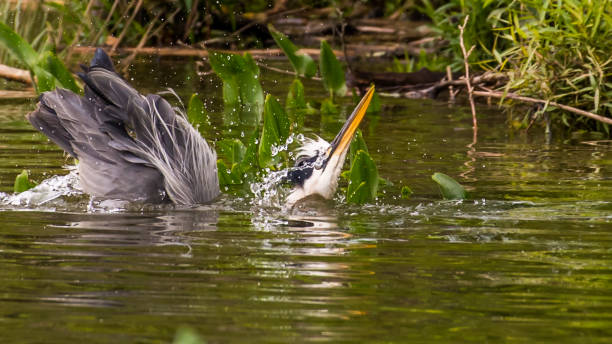 istock Great Blue Heron bathing in the water 1227538701