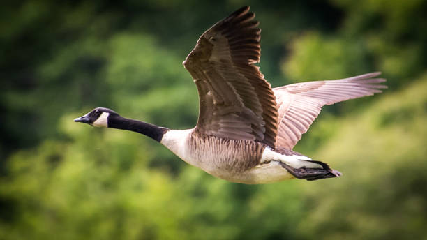 istock Canadian Geese at Huntley Meadows 1227538787