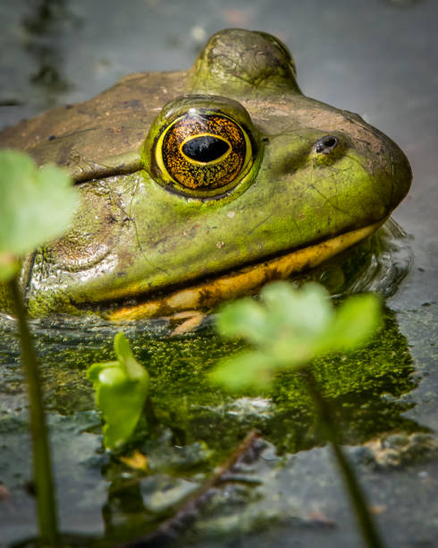 istock Bullfrog Bull frog in the pond 1227539320